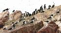 009 Ostrovy Islas Ballestas 15